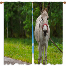 Young Donkey Portrait On A Sunny Day Window Curtains 99951480