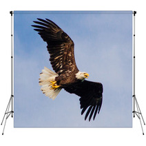 Young Eagle Flying Backdrops 67987501