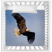 Young Eagle Flying Nursery Decor 67987501