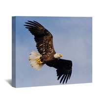 Young Eagle Flying Wall Art 67987501