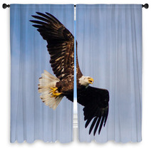Young Eagle Flying Window Curtains 67987501