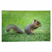 Young Eastern Fox Squirrel (Sciurus Niger) Eating Bird Seeds In The Garden Rugs 85190074