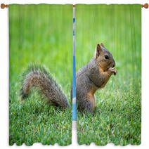 Young Eastern Fox Squirrel (Sciurus Niger) Eating Bird Seeds In The Garden Window Curtains 85190074