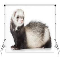 Young Ferret Backdrops 69016334