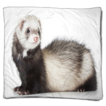 Young Ferret Blankets 69016334