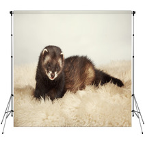 Young Ferret Male Backdrops 76447891