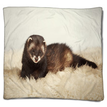 Young Ferret Male Blankets 76447891