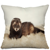 Young Ferret Male Pillows 76447891