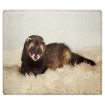 Young Ferret Male Rugs 76447891
