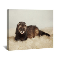 Young Ferret Male Wall Art 76447891