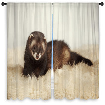 Young Ferret Male Window Curtains 76447891
