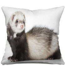 Young Ferret Pillows 69016334