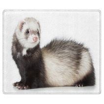 Young Ferret Rugs 69016334