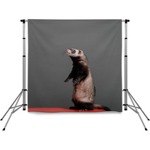 Young Ferret Standing And Looking To Side On A Gray Background In The Studio. Backdrops 96153928