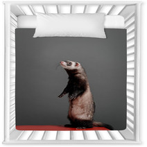Young Ferret Standing And Looking To Side On A Gray Background In The Studio. Nursery Decor 96153928