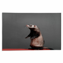 Young Ferret Standing And Looking To Side On A Gray Background In The Studio. Rugs 96153928