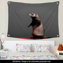 Young Ferret Standing And Looking To Side On A Gray Background In The Studio. Wall Art 96153928