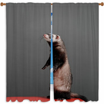 Young Ferret Standing And Looking To Side On A Gray Background In The Studio. Window Curtains 96153928