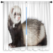 Young Ferret Window Curtains 69016334