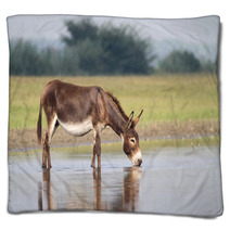 Young Fertile Donkey Drinking Water Blankets 99082990