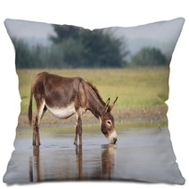 Young Fertile Donkey Drinking Water Pillows 99082990