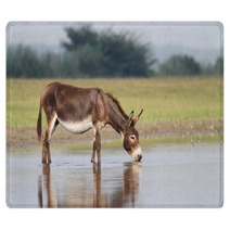 Young Fertile Donkey Drinking Water Rugs 99082990