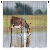 Young Fertile Donkey Drinking Water Window Curtains 99082990