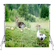 Young Goslings With Parents On The Grass Backdrops 100671096