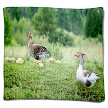 Young Goslings With Parents On The Grass Blankets 100671096