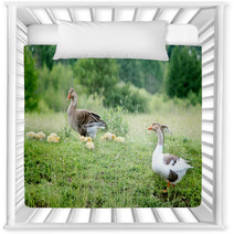 Young Goslings With Parents On The Grass Nursery Decor 100671096