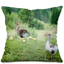 Young Goslings With Parents On The Grass Pillows 100671096