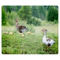 Young Goslings With Parents On The Grass Rugs 100671096