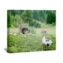Young Goslings With Parents On The Grass Wall Art 100671096