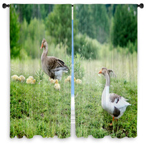 Young Goslings With Parents On The Grass Window Curtains 100671096