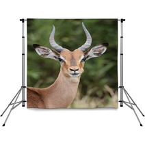 Young Impala Antelope Backdrops 61168544