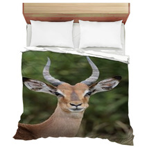 Young Impala Antelope Bedding 61168544