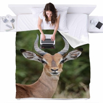 Young Impala Antelope Blankets 61168544