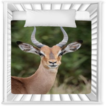 Young Impala Antelope Nursery Decor 61168544