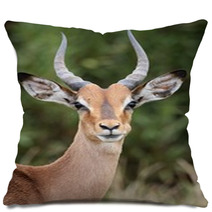 Young Impala Antelope Pillows 61168544