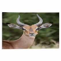 Young Impala Antelope Rugs 61168544