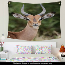 Young Impala Antelope Wall Art 61168544