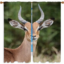 Young Impala Antelope Window Curtains 61168544