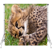 Young Leopard Baby Backdrops 39722052