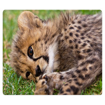 Young Leopard Baby Rugs 39722052
