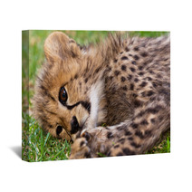 Young Leopard Baby Wall Art 39722052