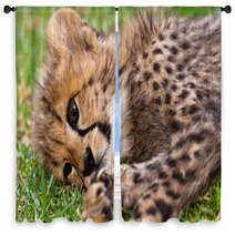 Young Leopard Baby Window Curtains 39722052
