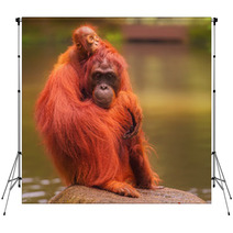 Young Orangutan Is Sleeping On Its Mother Backdrops 90336424
