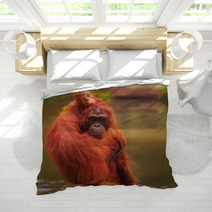 Young Orangutan Is Sleeping On Its Mother Bedding 90336424