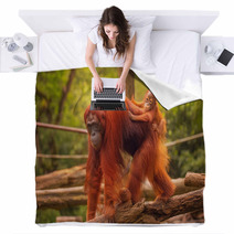 Young Orangutan Is Sleeping On Its Mother Blankets 90336352