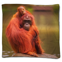 Young Orangutan Is Sleeping On Its Mother Blankets 90336424